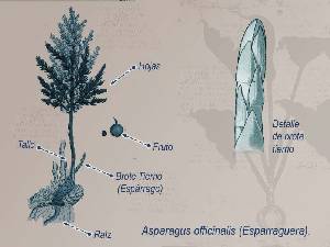 Ilustraci�n descriptiva 