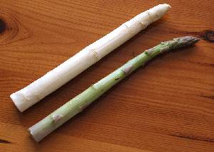 Tipolog�a de esp�rragos 