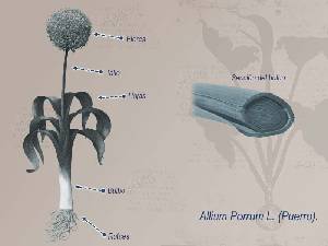 Ilustracin descriptiva 