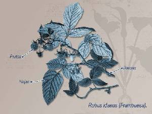 Ilustraci�n descriptiva 