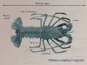 Ilustracin descriptiva 