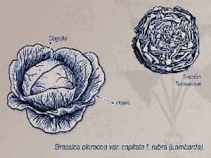 Ilustracin descriptiva 