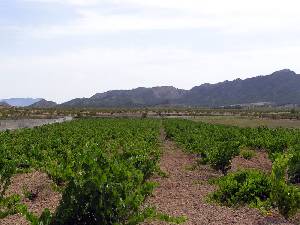 Al Fondo Campo de Arriba 