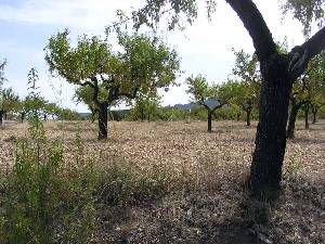 Almendros 
