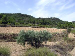 Cabezo del Mojn 