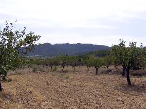 Cultivos de Almendros 