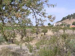 Almendro 