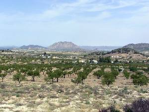Campo de Ricote 