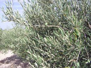 Olivo 
