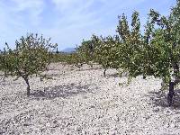 Almendros