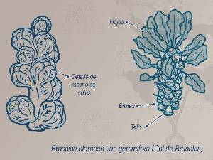 Ilustracin descriptiva 