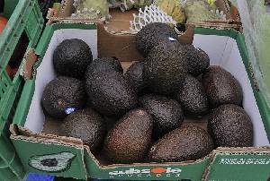 Aguacates en el mercado 