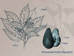 Ilustracin descriptiva de la planta 