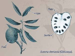 Ilustracin descriptiva de la planta 