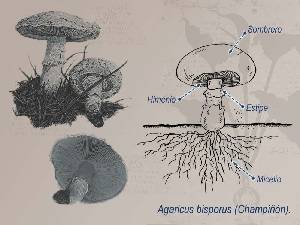 Ilustracin descriptiva del champin 