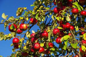 Manzanas para sidra [Manzanas_archivo]