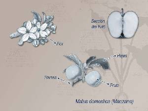 Ilustracin descriptiva de la planta 