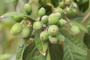 N�speros verdes en el �rbol [N�spero]