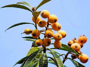 N�spero maduro en el �rbol [N�spero]