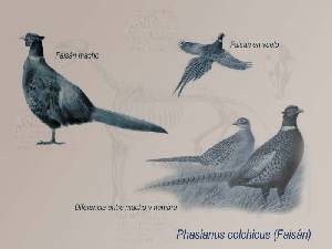 Ilustracin descriptiva 