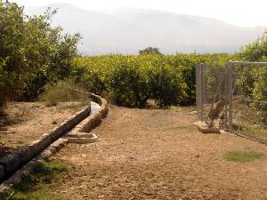 Limones en Riego 