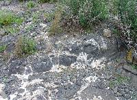 Foto 4: Detalle de una colada de lava basltica del volcn de la Cebolla. (Cartagena)