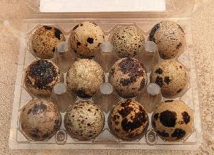 Presentacin de huevos de codorniz 