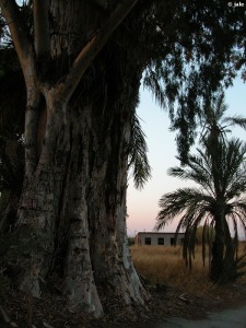 El Palmar