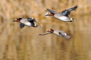 Estos humedales acogen a un buen n�mero de an�tidas como las cercetas