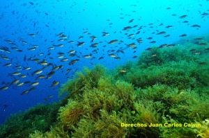 Figura 1. La vida en el mar se desarrolla en tres dimensiones