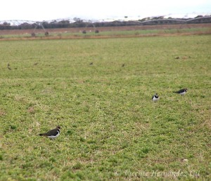 Avefra europea