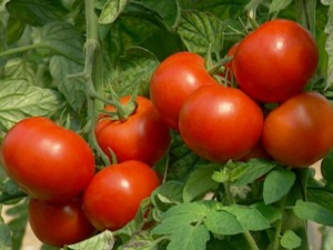 Tomatera