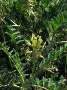 Ejemplares de Astragalus nitidiflorus
