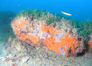 Caulerpa racemosa y Asparragopsis taxiformis