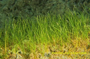 Figura 1. Aspecto de la parte area (hojas) de la planta Zostera noltii