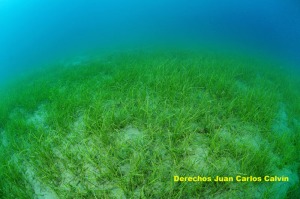Figura 5. Aspecto del paisaje c�sped de Cymodocea nodosa, que es semejante en todas las manchas de este tramo