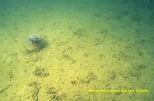 Figura 8. Aspecto enfangado del paisaje fondos detr�ticos por la influencia de las ramblas que desembocan cerca