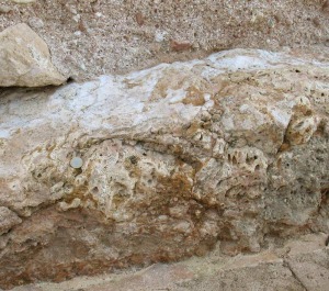 Detalle del parche arrecifal de corales que forma los cimientos de la pared oeste de la torre del Homenaje de Aledo 