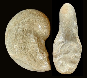 Phylloceras sp. del Jursico superior de Fortuna. Obsrvese la  carencia de ornamentacin, su seccin elptica, su crecimiento rpido y su alta involucin. 
