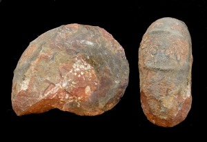 Tichophylloceras sp. Ejemplar del Jursico superior de Fortuna. Obsrvese los rodetes (costillas ventrales) que presenta en la zona ventral y caracteriza a este gnero. 