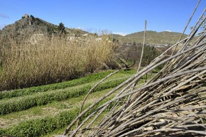 Ca�ada de Canara (Ceheg�n) 