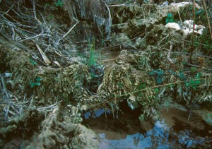 En menor medida que en el pasado, el proceso de formacin de travertinos todava hoy contina, especialmente en los saltos de agua y en los mrgenes encharcados 