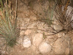 La vegetacin actual y fsil, por la precipitacin de carbonatos, se entrelazan en un abrazo familiar, en la rambla de Ceacejo, donde naca el ro Mula [Usero]