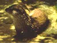 Nutria (Fauna de los Humedales) (Al pulsar se abrir la foto en una nueva ventana.)