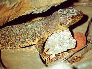 Lagarto Ocelado en Calblanque