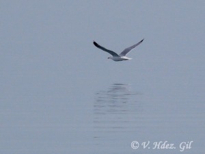 Gaviota patiamarilla