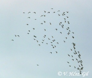 Gaviotas reidora sobrevolando Murcia