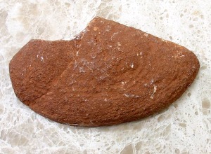 Aptichus del Jursico superior de Fortuna. Ejemplar del Aula de la Naturaleza del Rellano (Molina de Segura) 