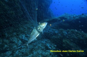Figura 5. La recuperaci�n de las especies en la reserva permite una pesca artesanal rentable aunque est� muy controlada