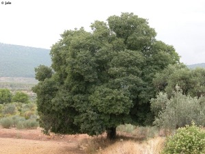 Las Murtas (Moratalla)